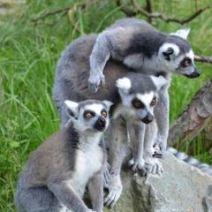 Stylish 1BR apartment in West London