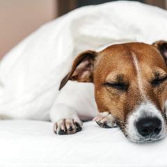 Holiday Inn - the niu, Franz Vienna by IHG