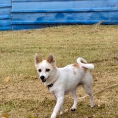 Kong's heyri pet-friendly