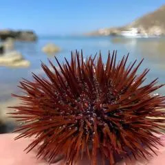 Appartamento Turistico L'ulivo