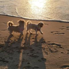 Sandy Nose Sandy Toes