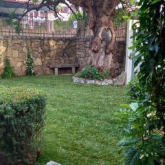Il Glicine