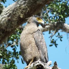 The Campers Lodge Yala