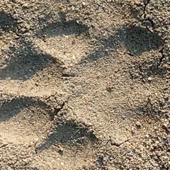 Riverview Forest Retreat Camp, Corbett Jungle Inn , Ranikhet Road,Muhan,Dhikala Range opposite Mohan Eco Safari Zone Jim Corbett National Park