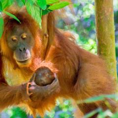 Sumatran OrangutanTRAILS