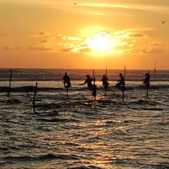 Animal Surf Point
