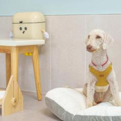 gyeongsan stage-ipple pet pension