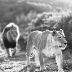 Garden Route Safari Camp