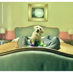 Bridge Hotel