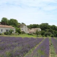Les Ânes de Forcalquier