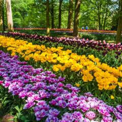 Holiday Inn - the niu, Dairy Haarlem