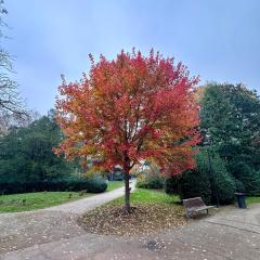 Ambra Central Park - Giulia 19