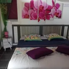Gîte Anolis
