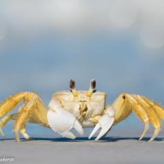 Guaruçá Pousada Apart Hotel