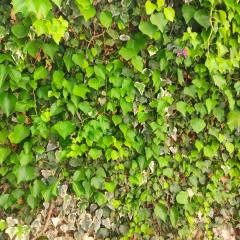 étage de villa avec jardin