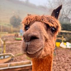 Ruby's Retreat! Farm Stay! North devon! Sleeps 6! Beaches Exmoor!