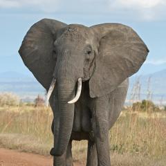 Jukskei Big5 - Elephant