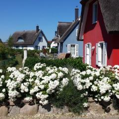 Seestern