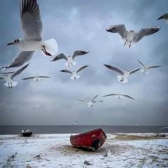 Ferienwohnung Möwe - a87165