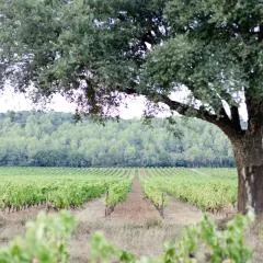 Domaine De Sigalous