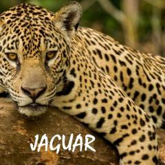 Pacífico Jaguar Antigua