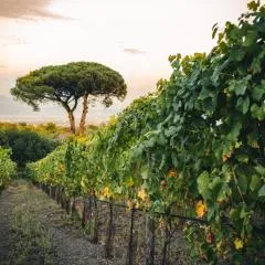 Vigna delle Rose