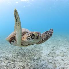 Tokashiku Marine Villege