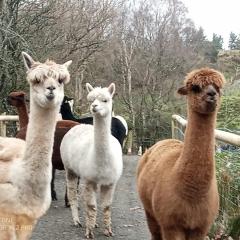 Shepherds hut on alpaca farm