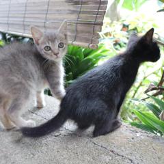 Chrisma Bed and Breakfast