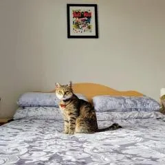 Central Stay with Free Parking Private Room in Shared Flat