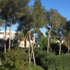 Les Anthemis- Bord de mer