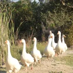 Aroggia Farm