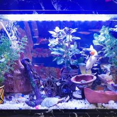 Palm Grove Apartment