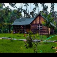 Grevillea retreat