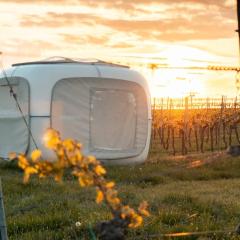 Romantik zwischen Weinreben - Cube