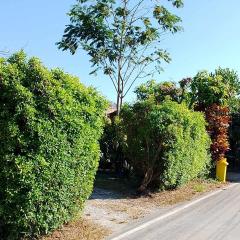 บ้านสโนว์เขาค้อ