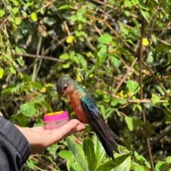 El Refugio del Colibrí