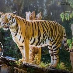 Ranthambore safari booking