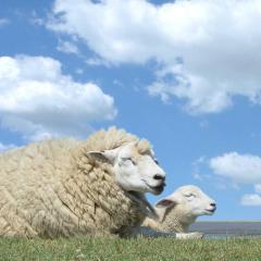 Ferienwohnung Neumann