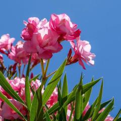 La Garonnette - 150m de la plage