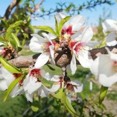 Les Amandiers - 5 km de la plage