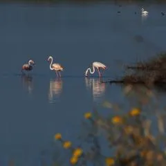 Granelli - villa 100m dal mare