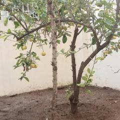 Appartement avec cours au centre ville