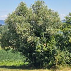 Maison les berges du lac