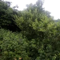 Vazken