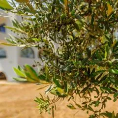 Olive Tree Horizon