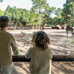 Badoca Safari Glamping Experience