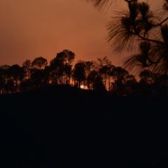 Sunset View Forest Vibes Kasauli