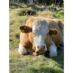 Holiday apartment Haus Frank