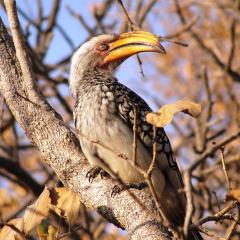 Mabula Game Reserve